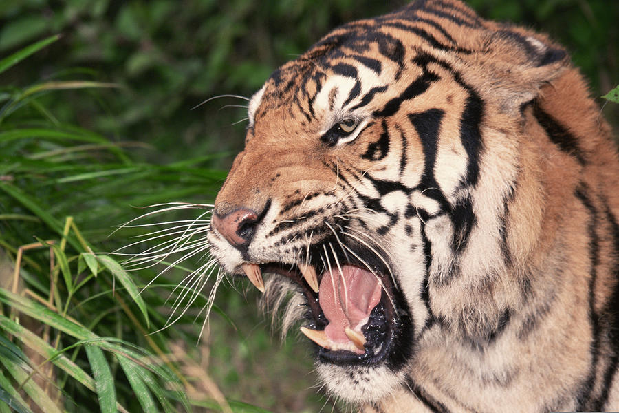 Bengal tiger growling Photograph by Comstock Images