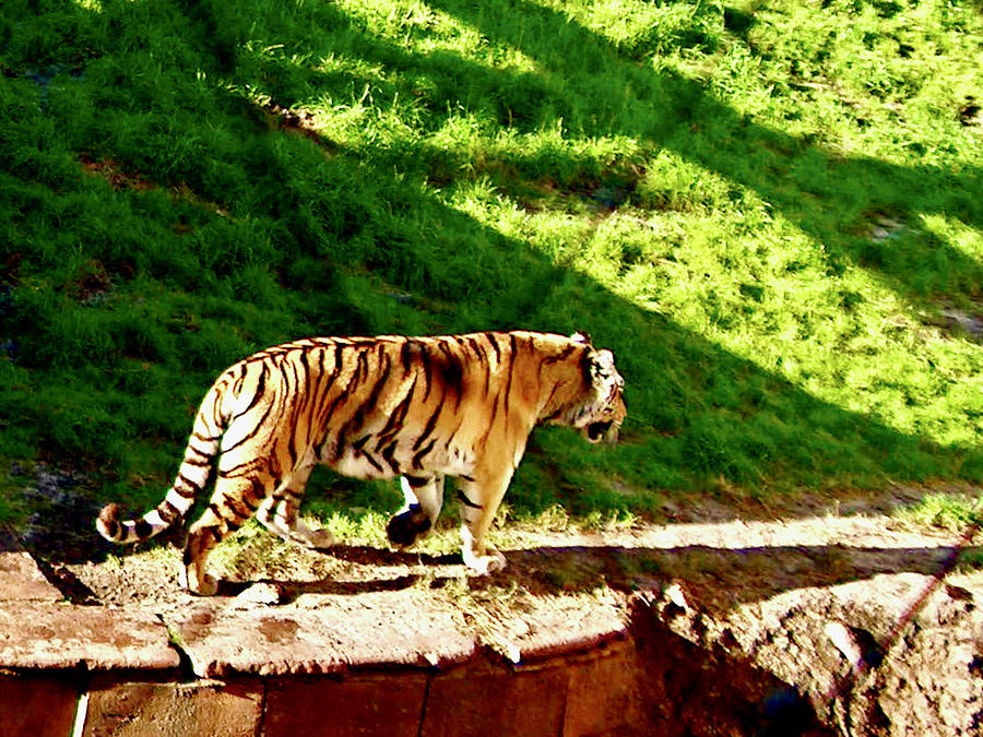 Bengal Tiger in Disneys Animal Kingdom, Florida Photograph by Ruth Hager