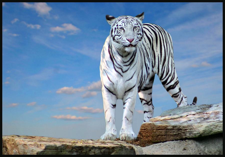 Bengal Tiger Photograph by Kristin Elmquist
