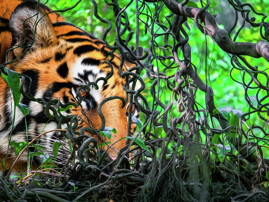 Bengal tiger laying behind brush of vine in jungle Photograph by ...