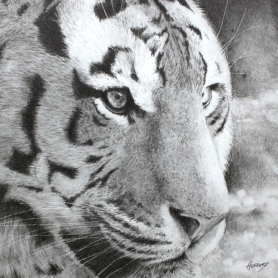 Bengal Tiger Drawing by Mark Hufford - Fine Art America