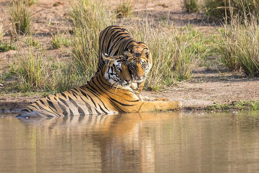 Bengal tiger mother with cub at edge of pool Photograph by James Warwick