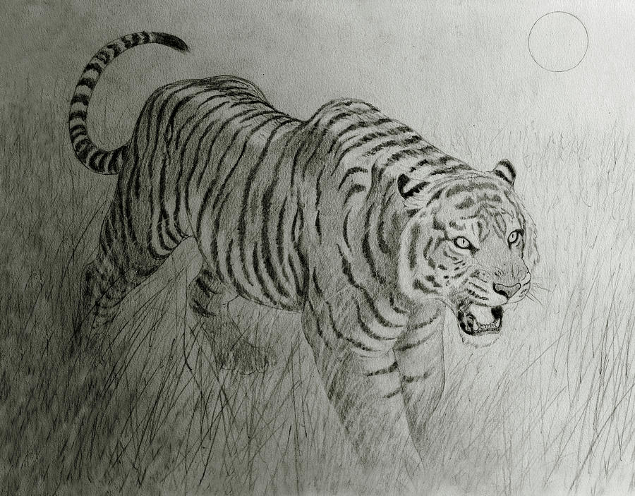 Jungle Drawing - Bengal Tiger by Nicola Fusco