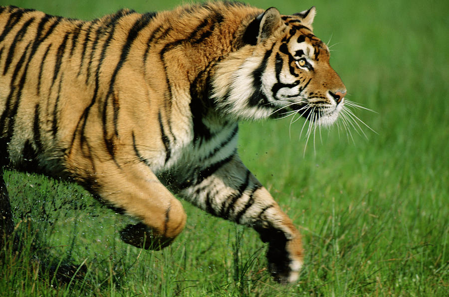 Bengal tiger (Panthera tigiris) running, profile Photograph by Mike Hill
