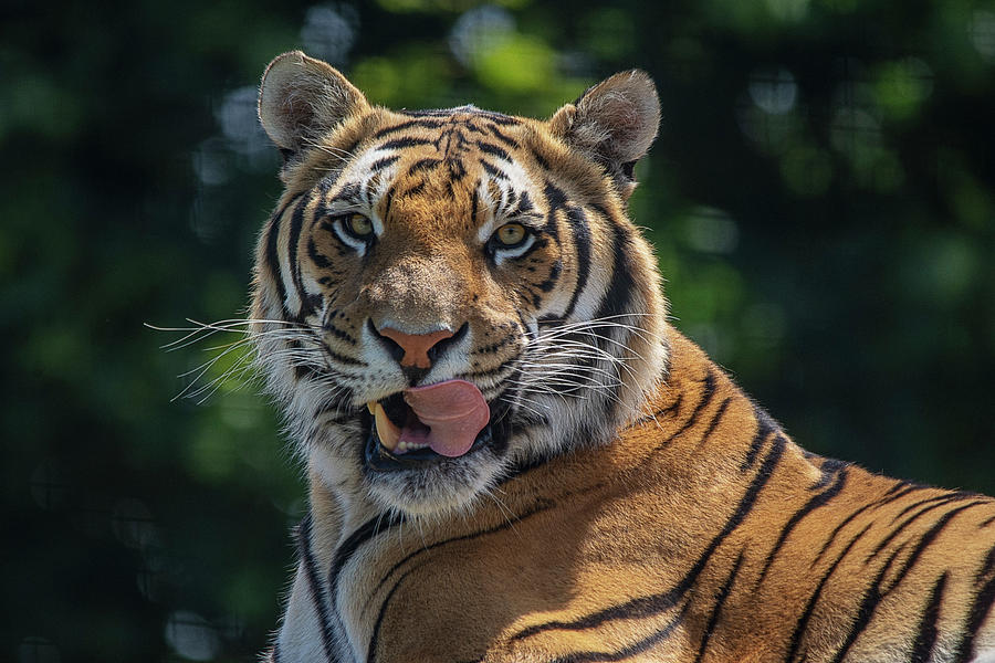 Bengal Tiger Portrait Photograph