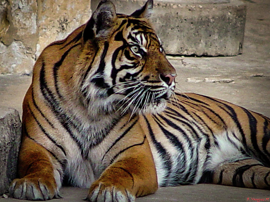 Bengal Tiger   Photograph by Rene Vasquez