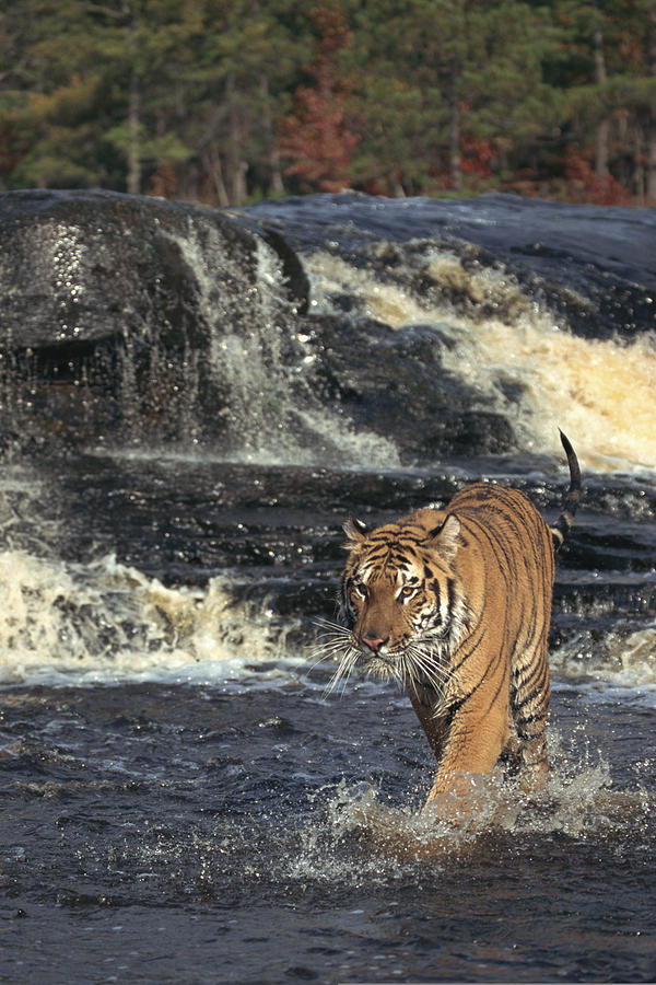 Bengal tiger stalking in rushing river , Nepal , India Photograph by Comstock Images