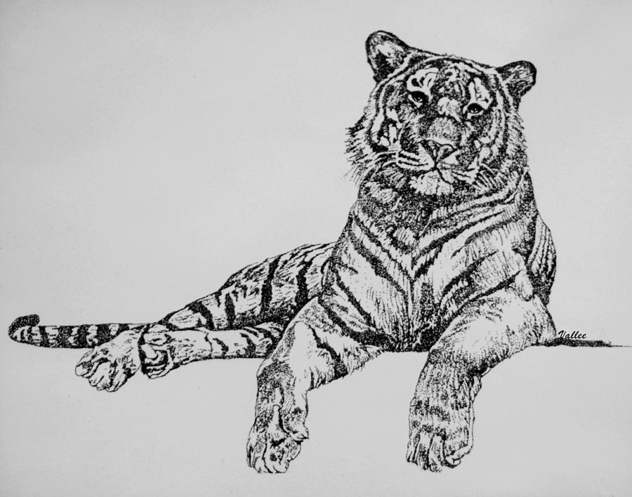 Bengal Tiger Drawing by Vallee Johnson