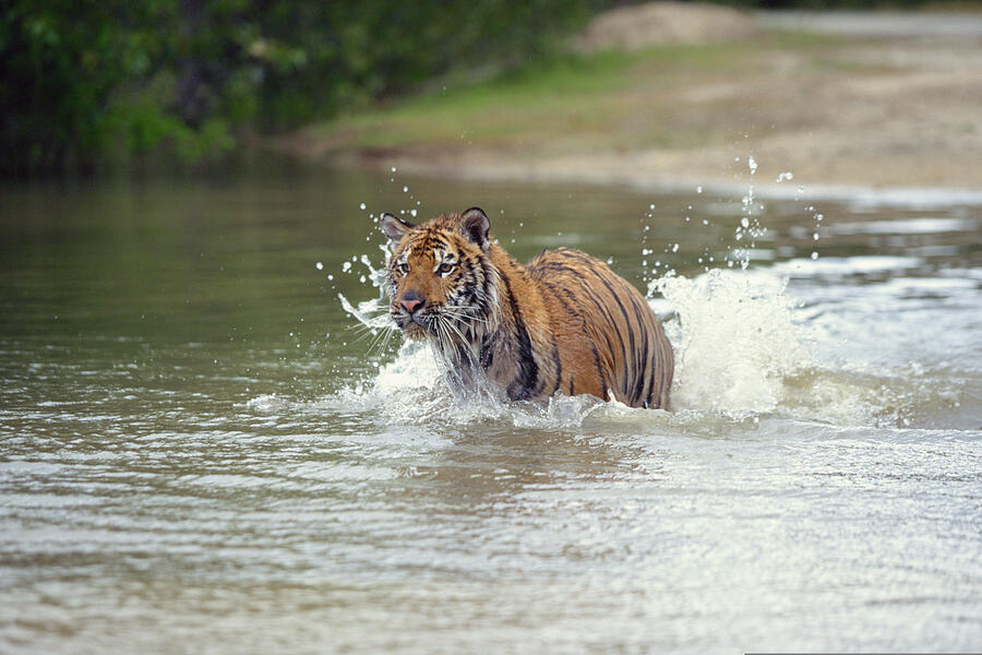 Bengal tiger wading through water , Nepal , India Photograph by Comstock Images