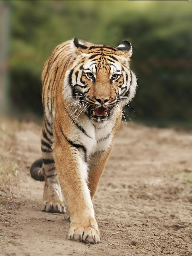 Bengal tiger walking in nature. Photograph by Kristian Sekulic - Fine ...