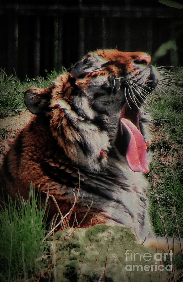 Bengal Tiger Yawning Photograph by Doc Braham