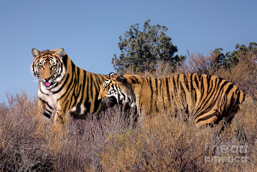 Bengal Tigers on a Grassy Hillside Photograph by Dave Welling