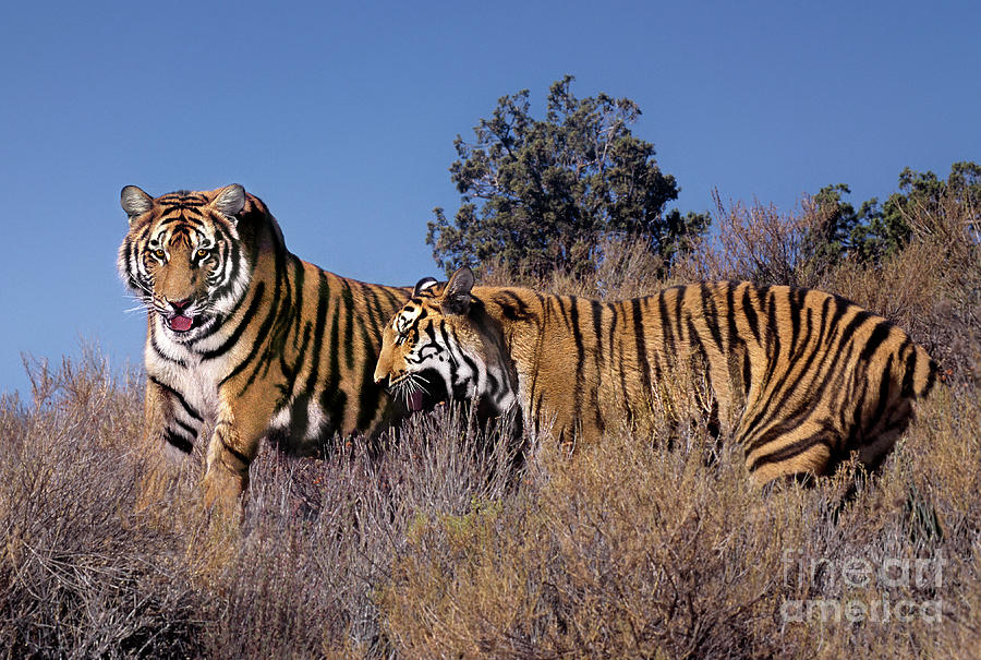 Bengal Tigers on a Grassy Hillside Endangered Species Wildlife Rescue Photograph by Dave Welling Bengal Tigers on a Grassy Hillside Endangered Species Wildlife Rescue Photograph by Dave Welling