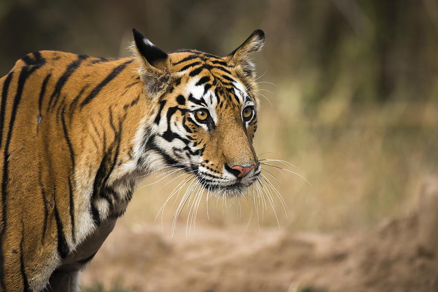 Bengal tigress portrait Photograph by James Warwick
