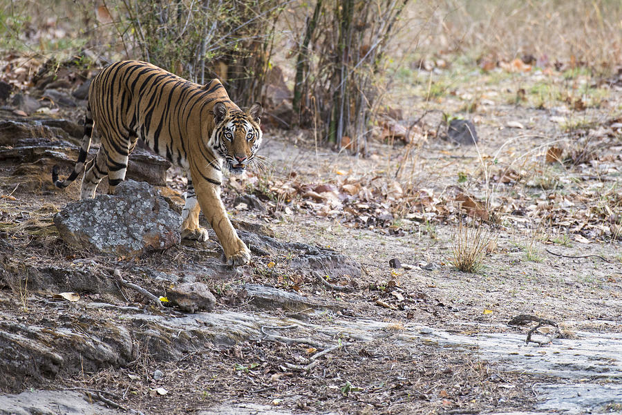 Bengal tigress walking over rocky ground Photograph by James Warwick