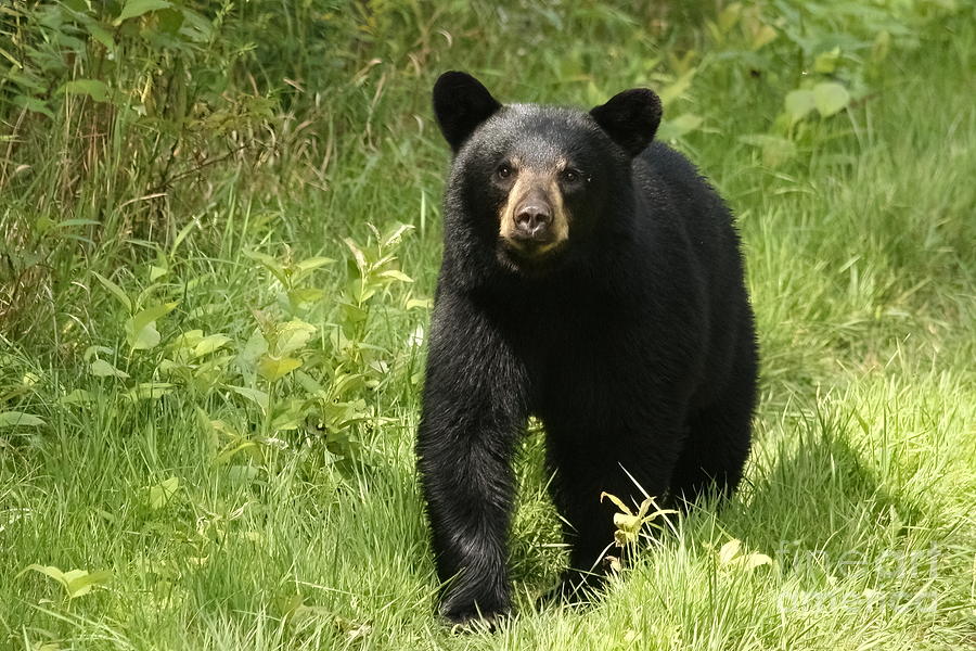 Wildlife Photograph - Bennie the Black Bear by Teresa McGill