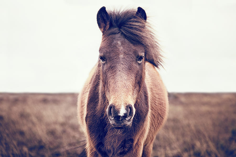 Benny - Horse Art Photograph by Lisa Saint