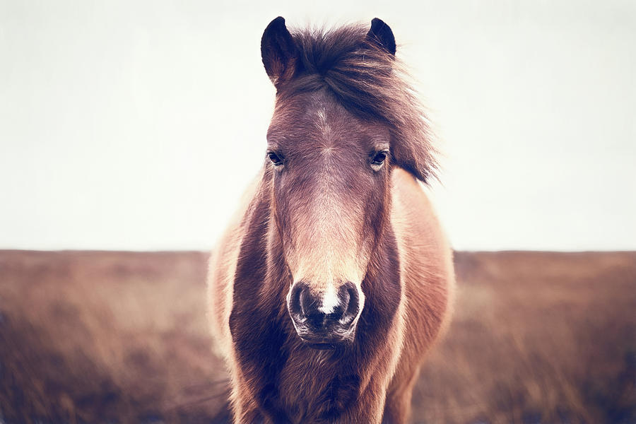 Benny III - Horse Art Photograph by Lisa Saint