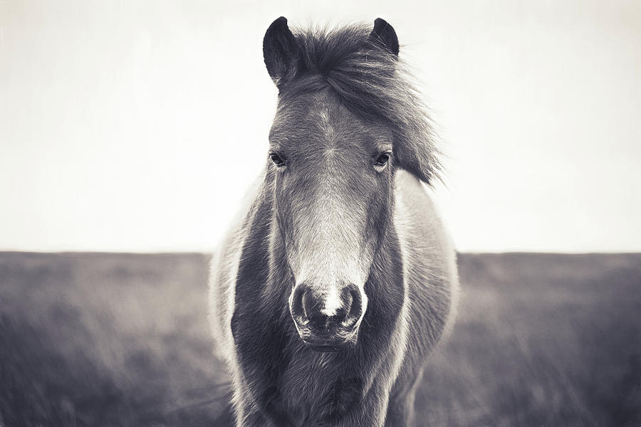 Benny IIII - Horse Art Photograph by Lisa Saint