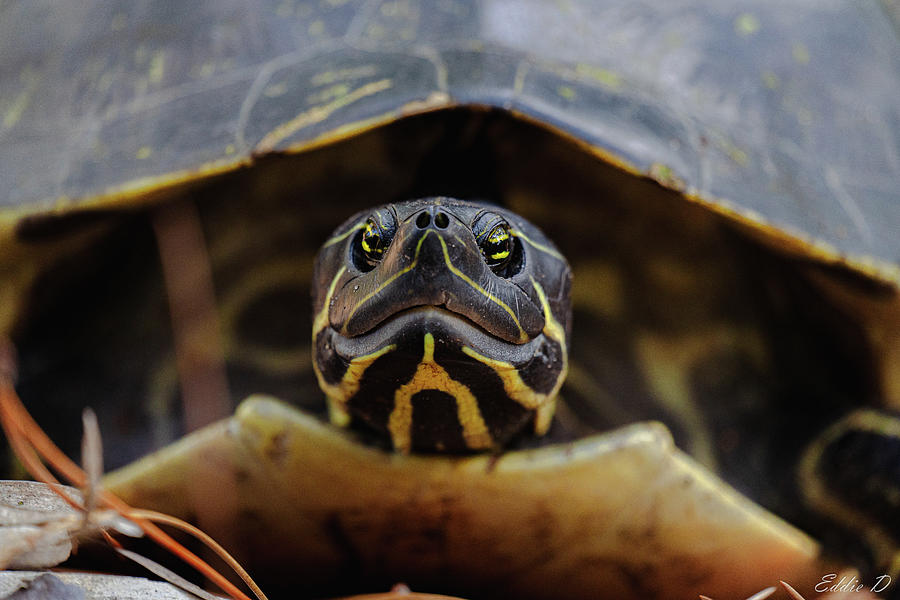 Benny the Turtle Photograph by Eddie D | Fine Art America