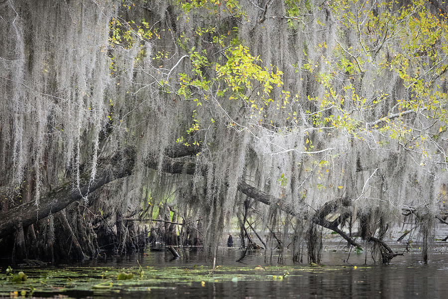 Bent Branch in the Bayou Photograph by Fran Gallogly