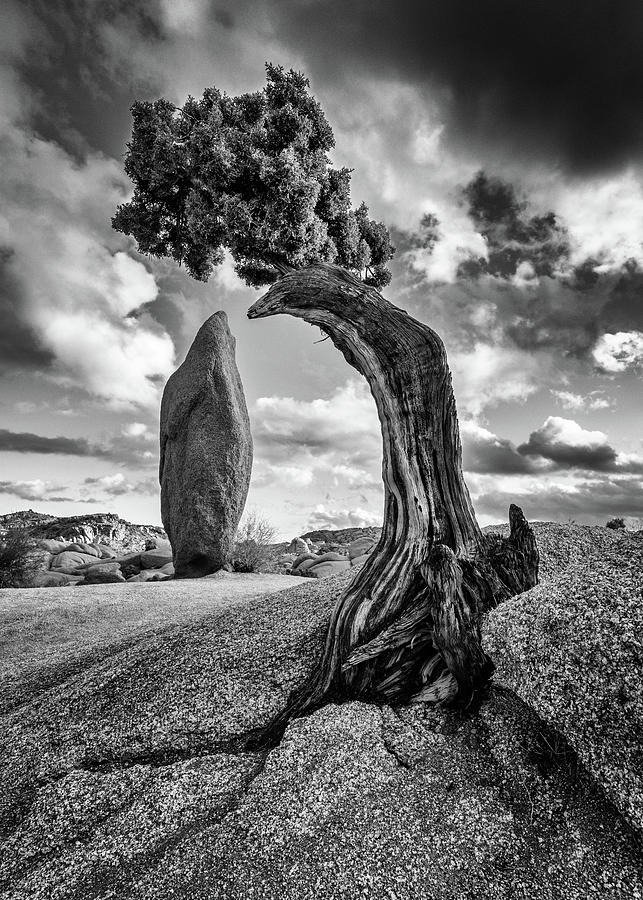 Nature Photograph - Bent But Not Broken - Joshua Tree National Park by Stephen Stookey