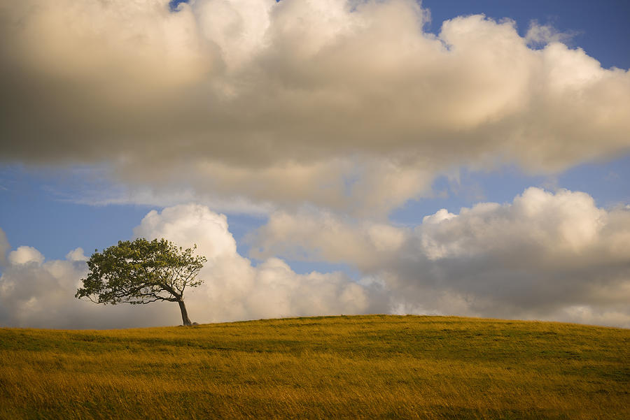 Bent tree on rolling hills in rural landscape Photograph by Chris Clor