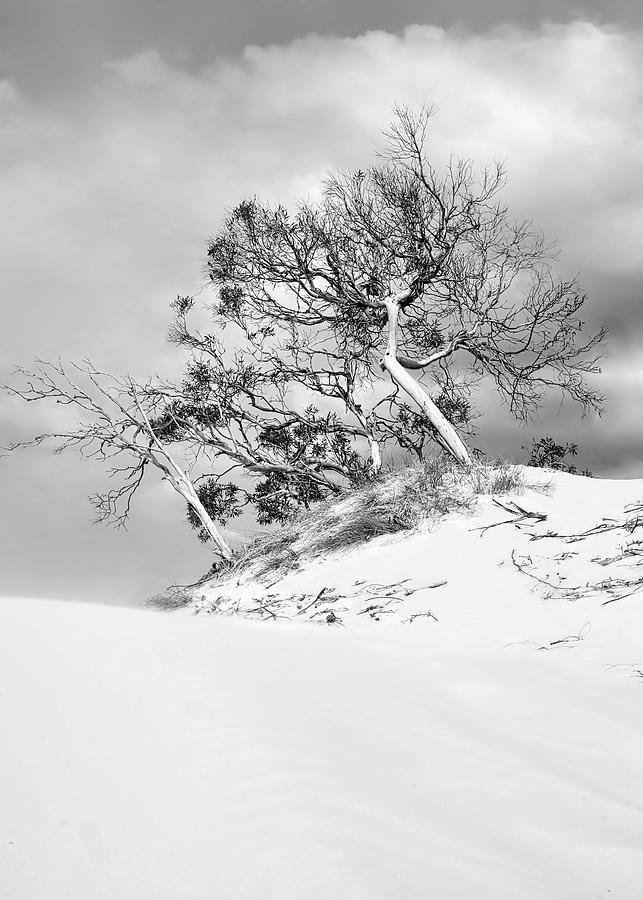 Bent Trees on the Dunes 2 - BW Photograph by Lexa Harpell