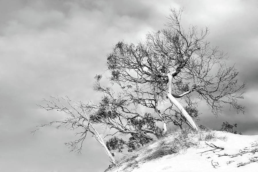 Bent Trees on the Dunes - BW Photograph by Lexa Harpell