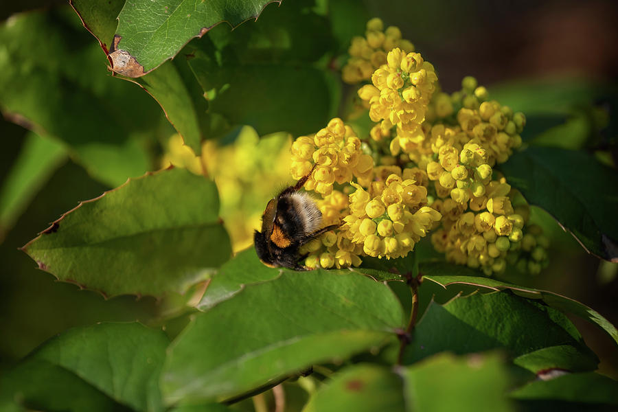 Berberis Aquifolium Flowers With Bumblebee Photograph by Artur Bogacki