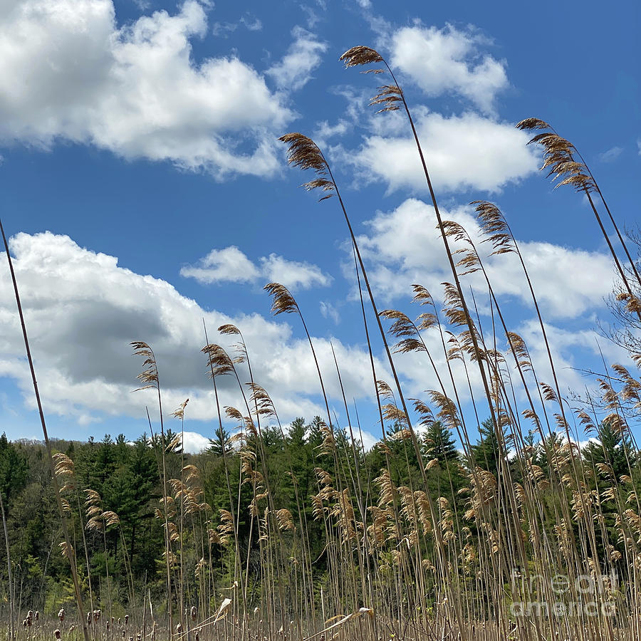 Berkshires Flying Grass Photograph by Shany Porras Art