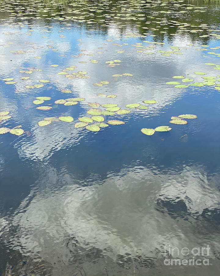 Berkshires Lily Pads 1 - Pond Freshwater - Signs of Spring Photograph by Shany Porras Art