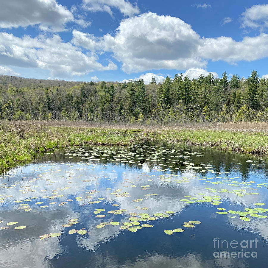 Berkshires Lily Pads Pond River Reflections- Signs of Spring Photograph by Shany Porras Art