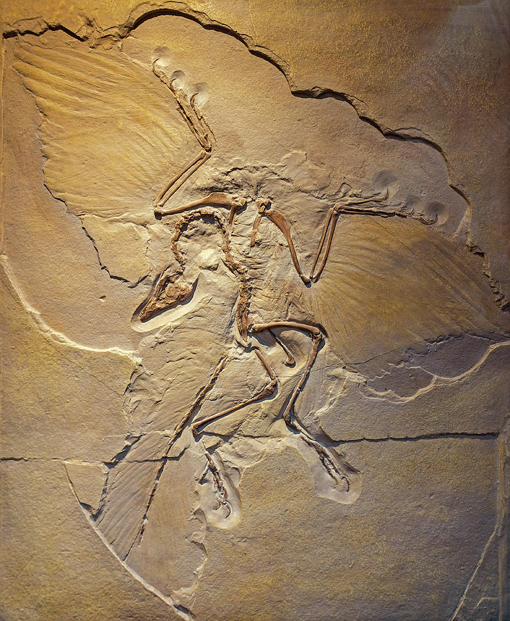 Berlin Archaeopteryx Photograph by Arterra Picture Library