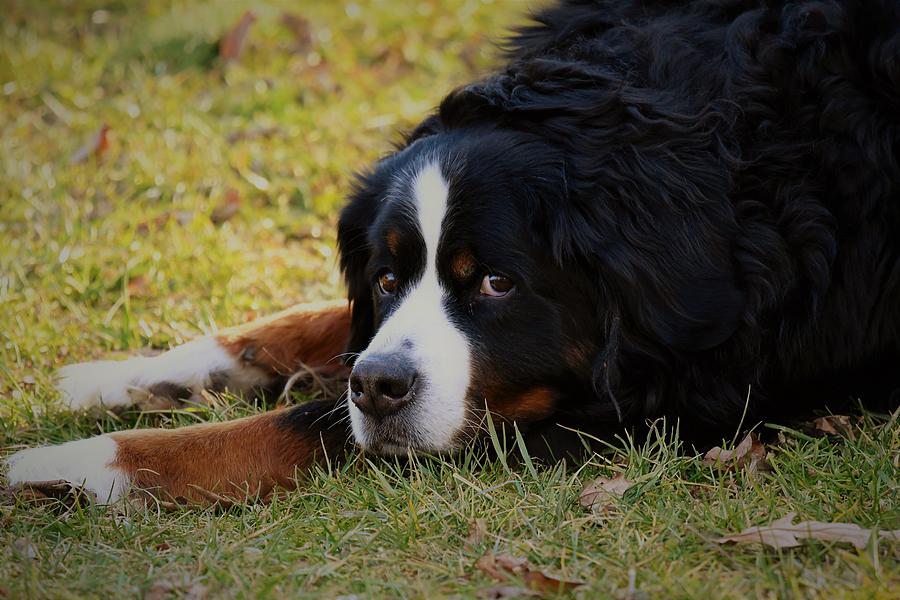 Berner Eyes Photograph By Rebekah Schweizer - Fine Art America