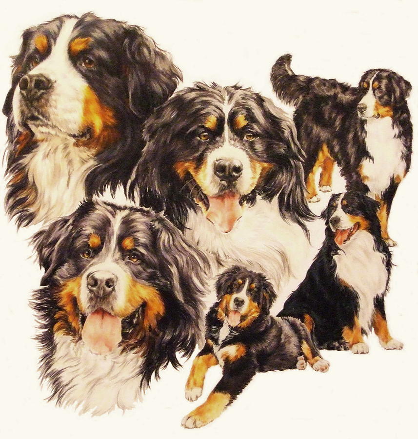Berner Sennenhund Montage Drawing by Barbara Keith