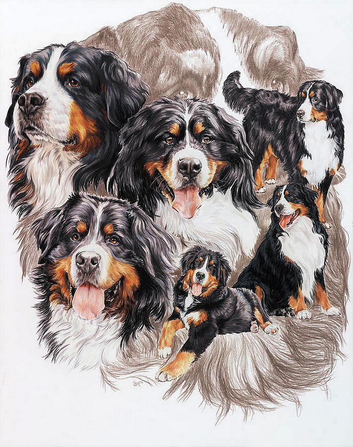 Bernese Mountain Dog Medley  Drawing by Barbara Keith