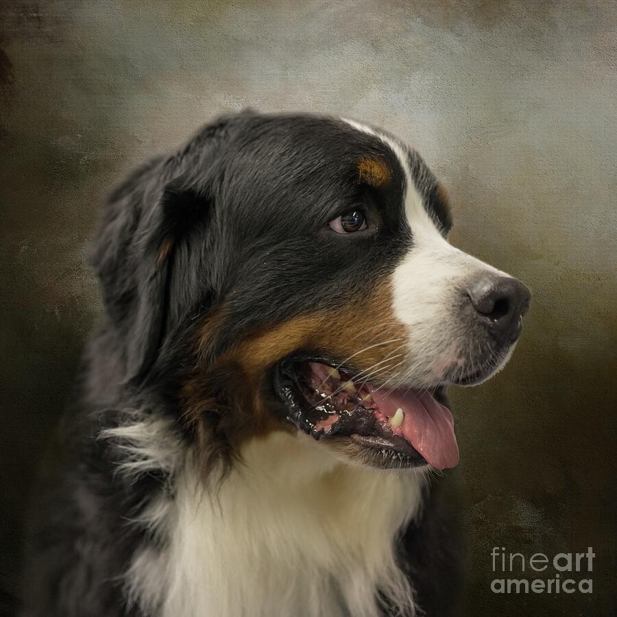 Bernese Mountain Dog Portrait Mixed Media by Eva Lechner