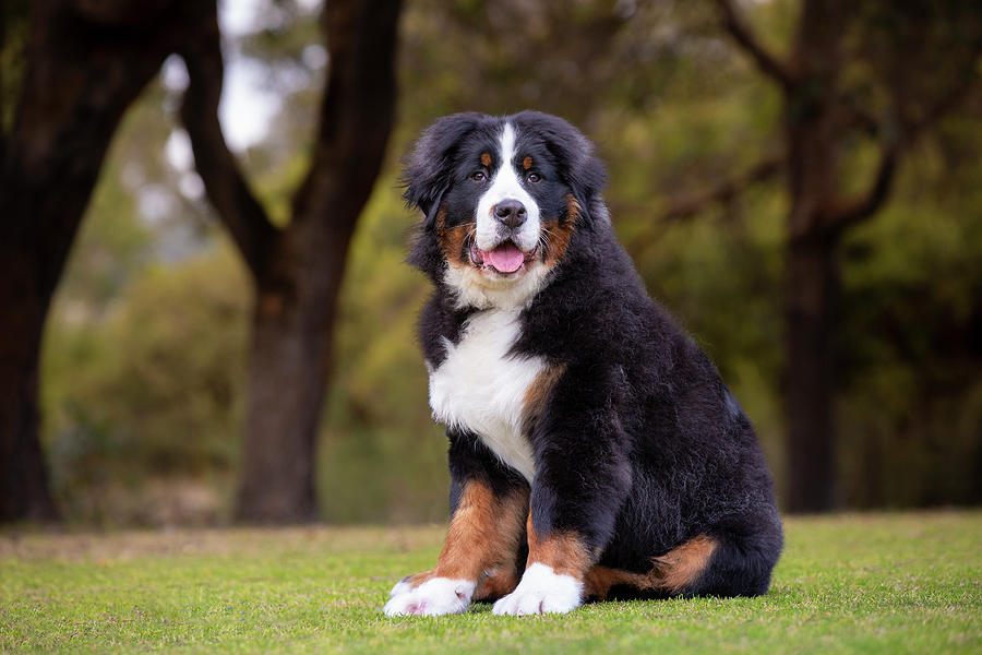 Bernese Mountain Dog Puppy Photograph by Diana Andersen