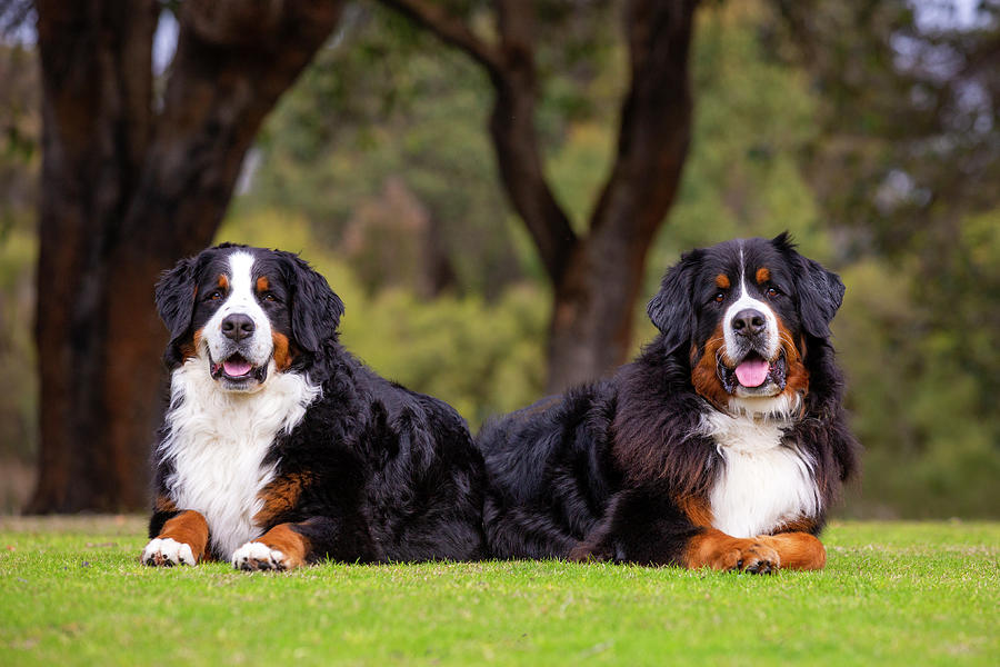 Bernese Mountain Dogs Photograph by Diana Andersen