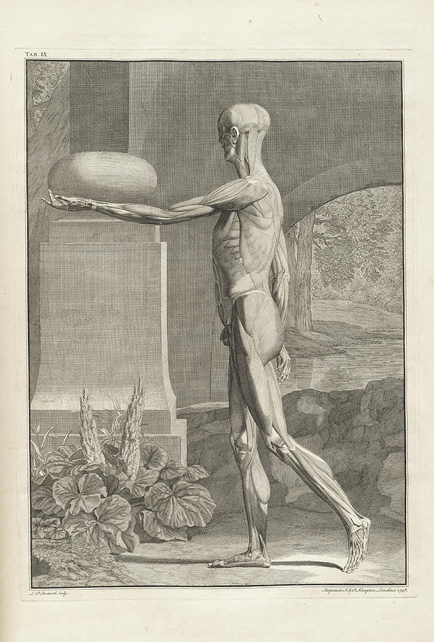 London Painting - Bernhard Siegfried Albinus ,  Tabulae sceleti et musculorum corporis humani 13 by MotionAge Designs