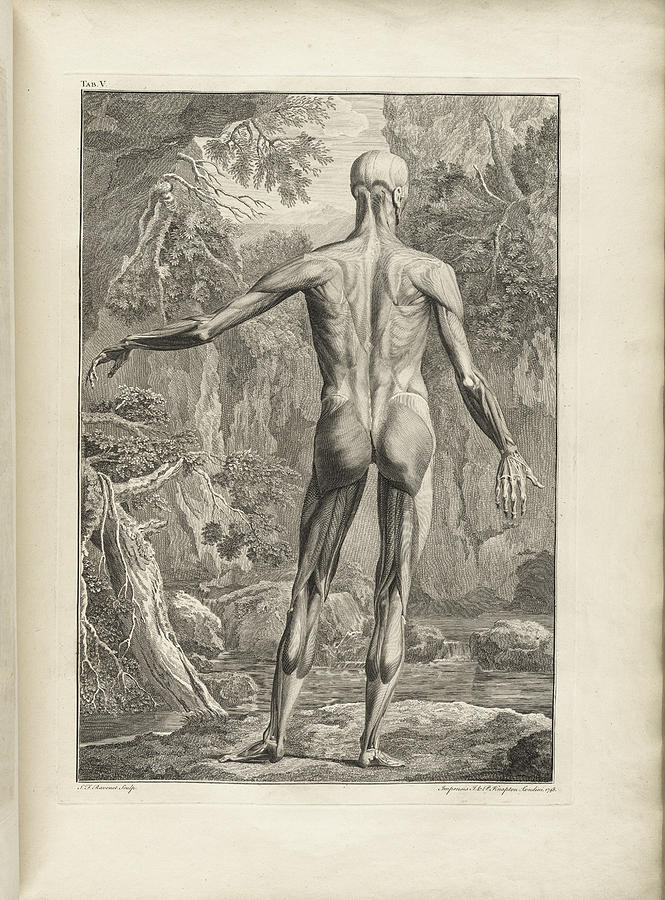 Bernhard Siegfried Albinus ,  Tabulae sceleti et musculorum corporis humani 9 Painting by MotionAge Designs