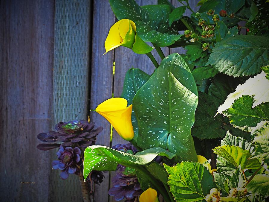 Berries Calla Lily and Succulent Photograph by Richard Thomas