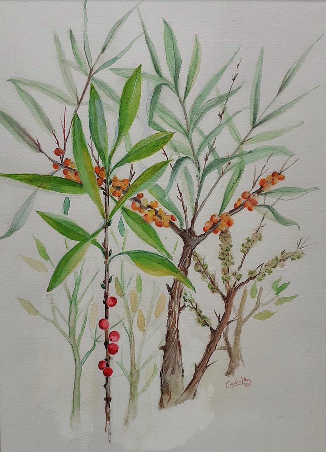 Berries Drawing by Carolina Prieto Moreno
