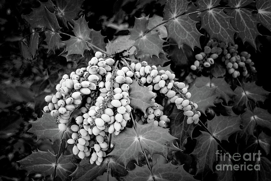 Berries Galore Black and White Photograph by Imagery by Charly