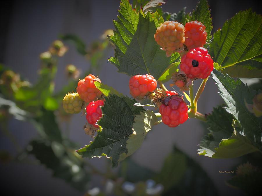 Berries Getting Ripe Photograph by Richard Thomas