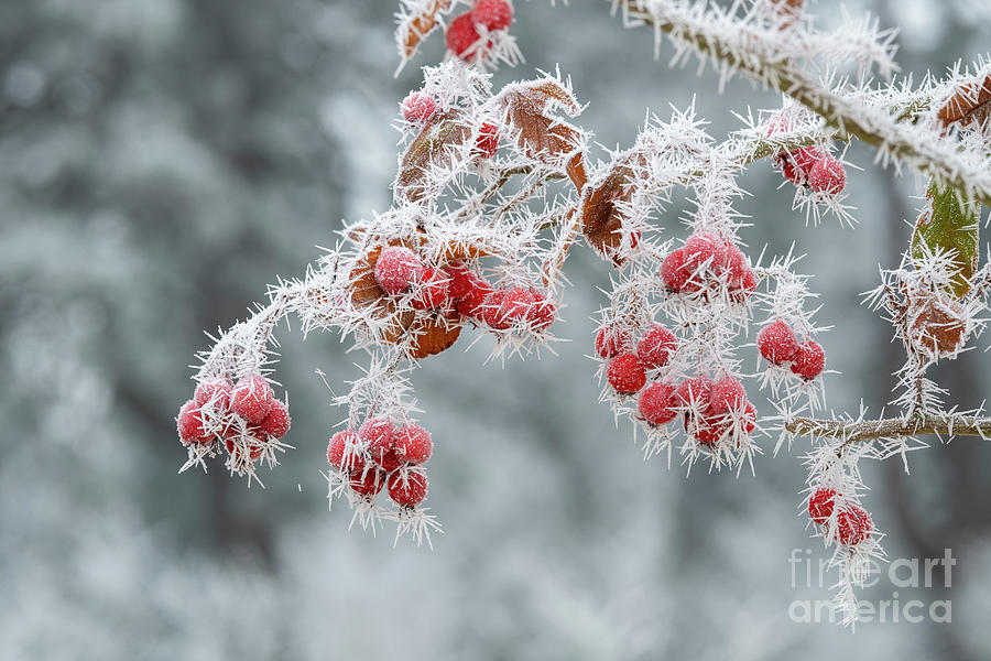 Berries in the Frost Photograph by Tim Gainey