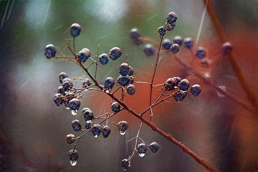 Berries in the Rain 2 Digital Art by Linda Segerson