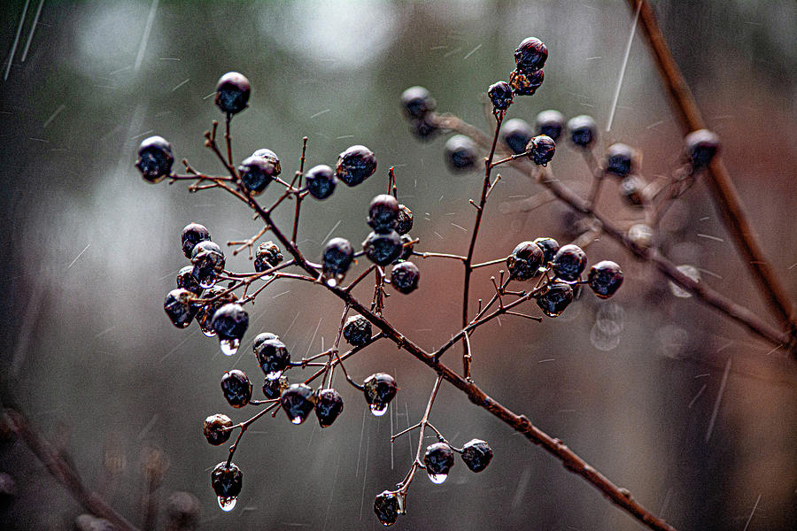 Berries in the Rain Digital Art by Linda Segerson