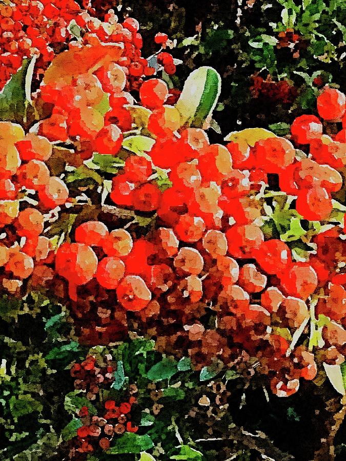 Berries In The Sunlight Photograph